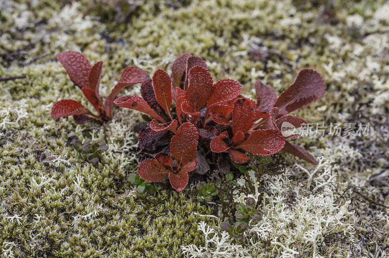 熊果(Arctostaphylos alpina)，俗称高山熊果、山熊果或黑熊果，属石南科杜鹃花科矮灌木。德纳里国家公园，德纳里国家公园和保护区，阿拉斯加